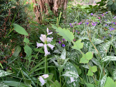 IMG_5377.jpeg