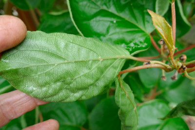 Kiwi-Blatt-Unten2.jpg