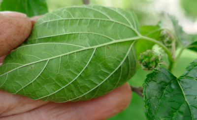 Maulbeere-Blatt-Unten3.jpg