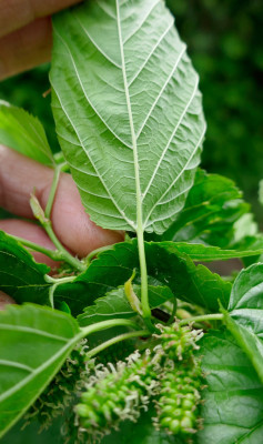 Maulbeere-Blatt-Unten2.jpg