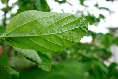 Maulbeere-Blatt-Unten1.jpg