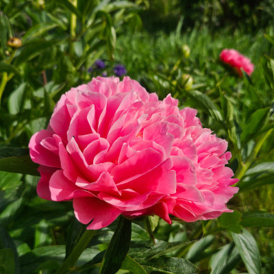Paeonia Pink Hawaiian Coral 20260504_171249.jpg