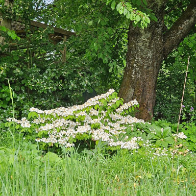 Viburnum 'Lanarth' 20260504_173339.jpg