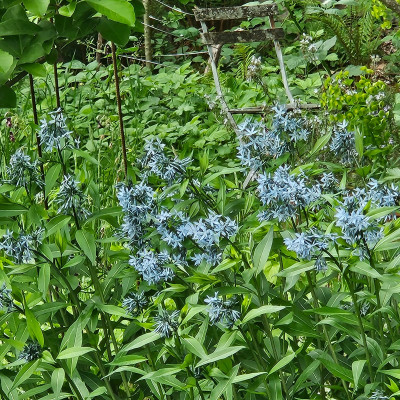 Amsonia tabernaemontana subsp. salicifolia Anja Oudolf 20260504_173639.jpg