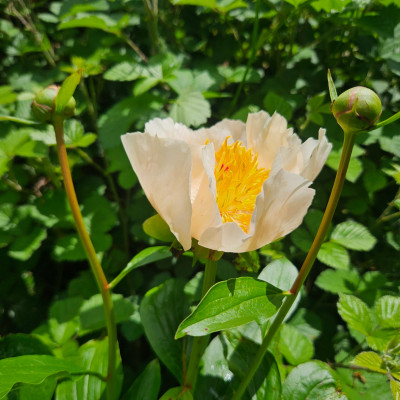Paeonia Macrophylla [FfM] 20260508_125026.jpg