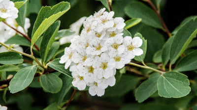 spirea1.jpg