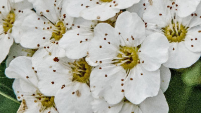 spirea2.jpg