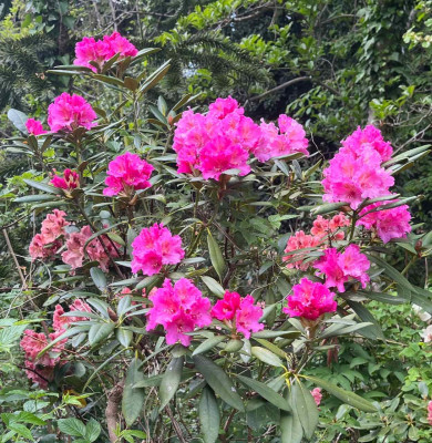 IMG_1249.jpeg