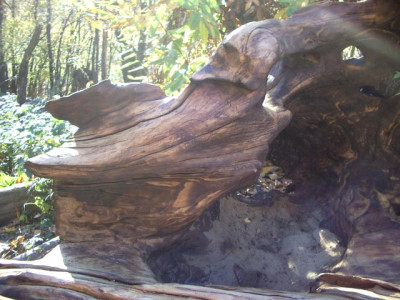 IMGP1419.jpg