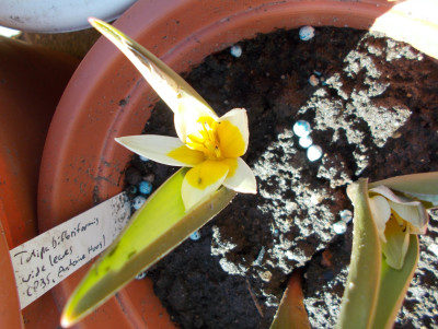 DSCN7135_Tulipa_bifloriformis_wide_leaves.jpg