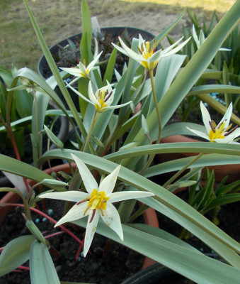 DSCN7165_Tulipa_bifloriformis_Starlight.jpg