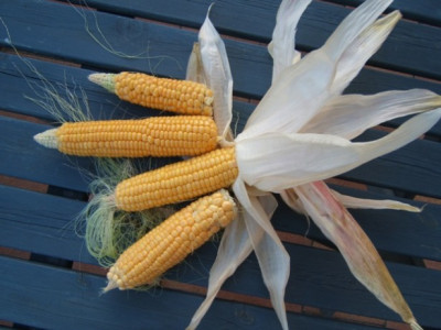 DSCF4225.JPG