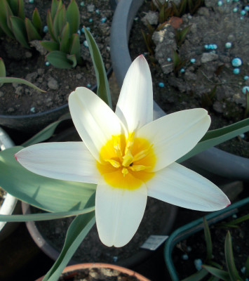 DSCN7193_Tulipa_kaufmanniana_Sunrise.jpg