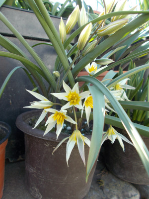DSCN7220_Tulipa_binutans.jpg