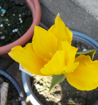 DSCN7222_Tulipa_zenaidae_Merke.jpg