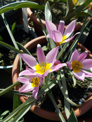 DSCN7223_Tulipa_humilis.jpg