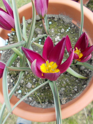 DSCN7240_Tulipa_humilis_Odalisque.jpg