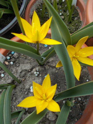 DSCN7241_Tulipa_dasystemon.jpg