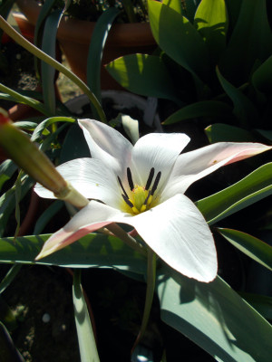 DSCN7251_Tulipa_clusiana_var_cashmeriana.jpg
