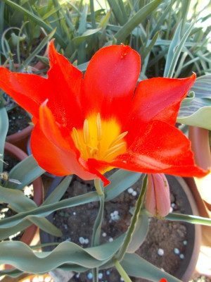 DSCN7252_Tulipa_Moravian_Fire.jpg