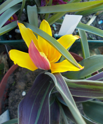 DSCN7254_Tulipa_dubia_Beldersai.jpg