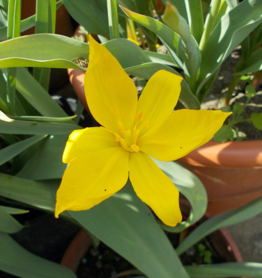 DSCN7265_Tulipa_sylvestris_ssp_australis.jpg