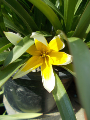DSCN7267_Tulipa_tarda.jpg