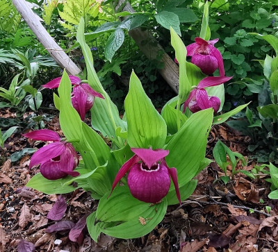 IMG_20260508_133105_Cypripedium Hybrid.jpg
