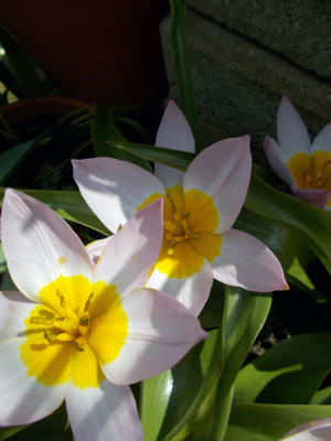 DSCN7268_Tulipa_bakeri_Lilac_Wonder.jpg