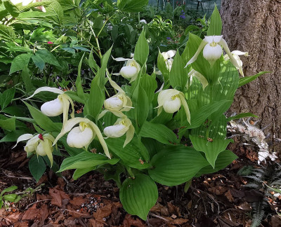 IMG_20260508_175645_Cypripedium Michael weiss_macranthum album x henryi.jpg