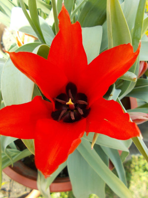 DSCN7270_Tulipa_ingens.jpg