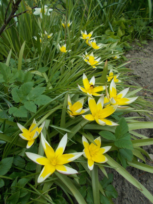 DSCN7286_Tulipa_tarda.jpg