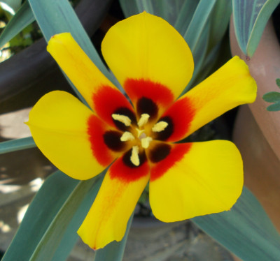DSCN7296_Tulipa_x_vvedenskyi_Goldmine.jpg