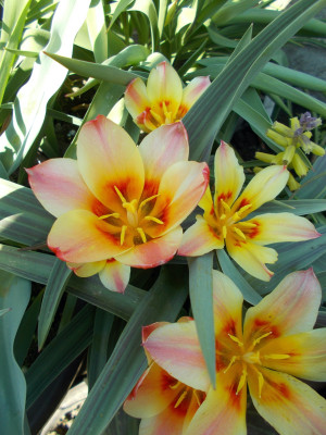 DSCN7297_Tulipa_x_vvedenskyi_Girlfriend.jpg