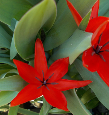 DSCN7299_Tulipa_praestans.jpg