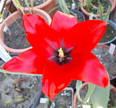 DSCN7301_Tulipa_sosnowskyi.jpg