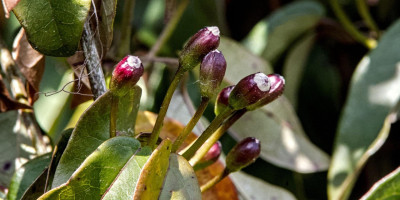 BIGNONIA CAPREOLATA.jpg