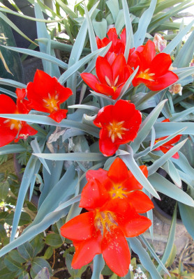 DSCN7314_Tulipa_vvedenskyi.jpg