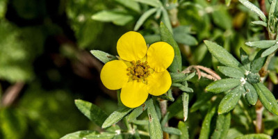POTENTILLA FRUTICOSA.jpg