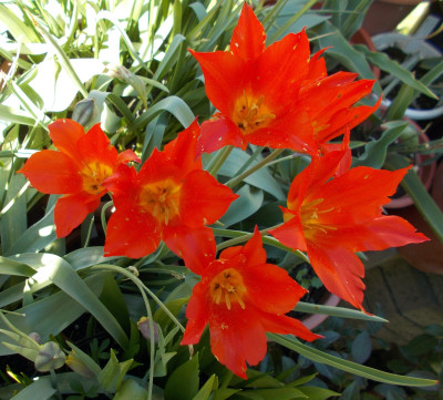 DSCN7315_Tulipa_kolpakowskiana_Kasachstan.jpg