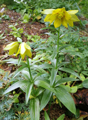 IMG_20180511_113535_Fritillaria camschatcensis gelb.jpg