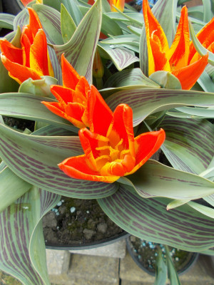 DSCN7243_Tulipa_Mariss_Jansons.jpg