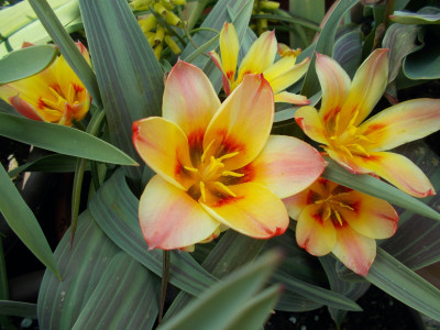 DSCN7266_Tulipa_x_vvedenskyi_Girlfriend.jpg