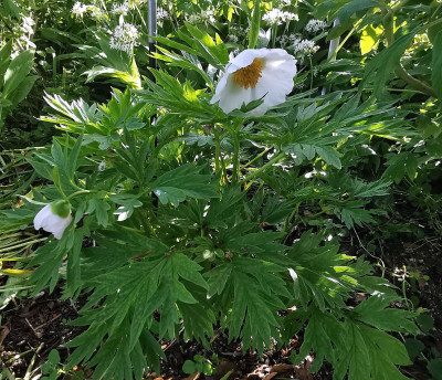 IMG_20260508_183403_Paeonia anomala alba.jpg