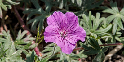 GERANIUM SANGUINEUM TINY MONSTER.jpg