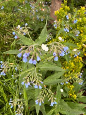 IMG_3120.jpeg
