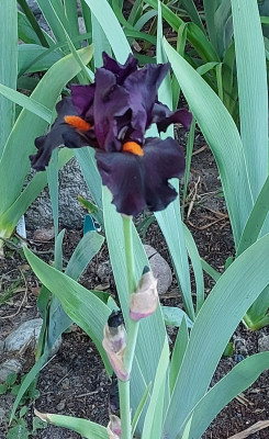 Angeblich Starring