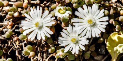 DELOSPERMA COOPERI JEWEL 1.jpg