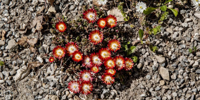 DELOSPERMA COOPERI JEWEL 2.jpg