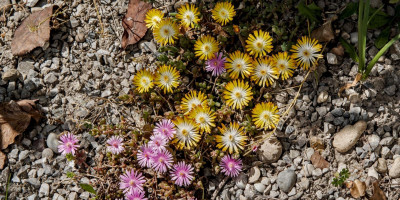 DELOSPERMA COOPERI JEWEL 3.jpg